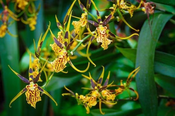 brassia